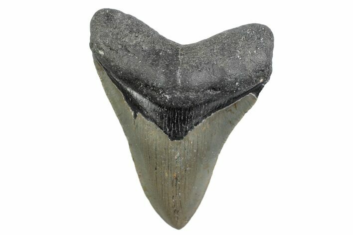 Serrated, Fossil Megalodon Tooth - North Carolina #370217
